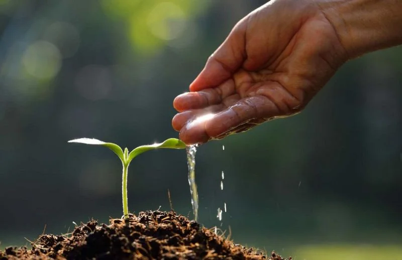 Plants coming from dirt